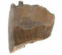 Tyrannosaur Tooth Fragment - Montana #42912-1
